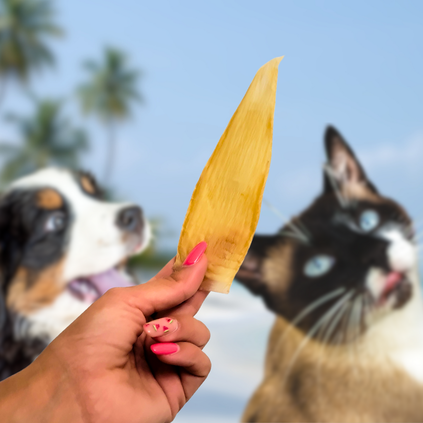 Calamar Deshidratado | Snack Premium para Mascotas