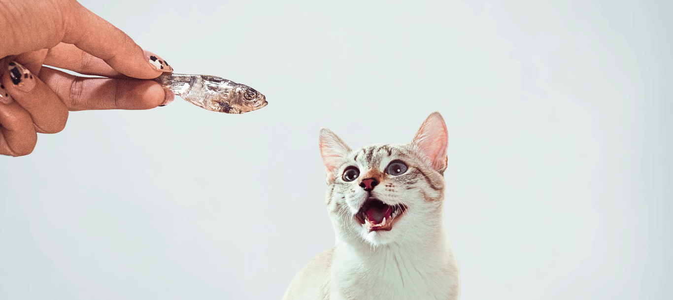 Gato de Pawsa'o disfrutando del Snack