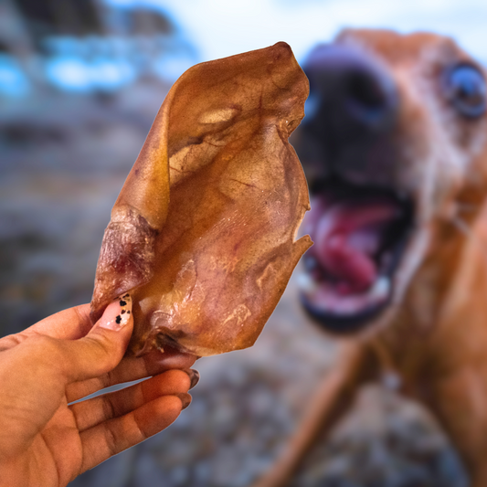 Oreja de cerdo | Snack Premium para Mascotas