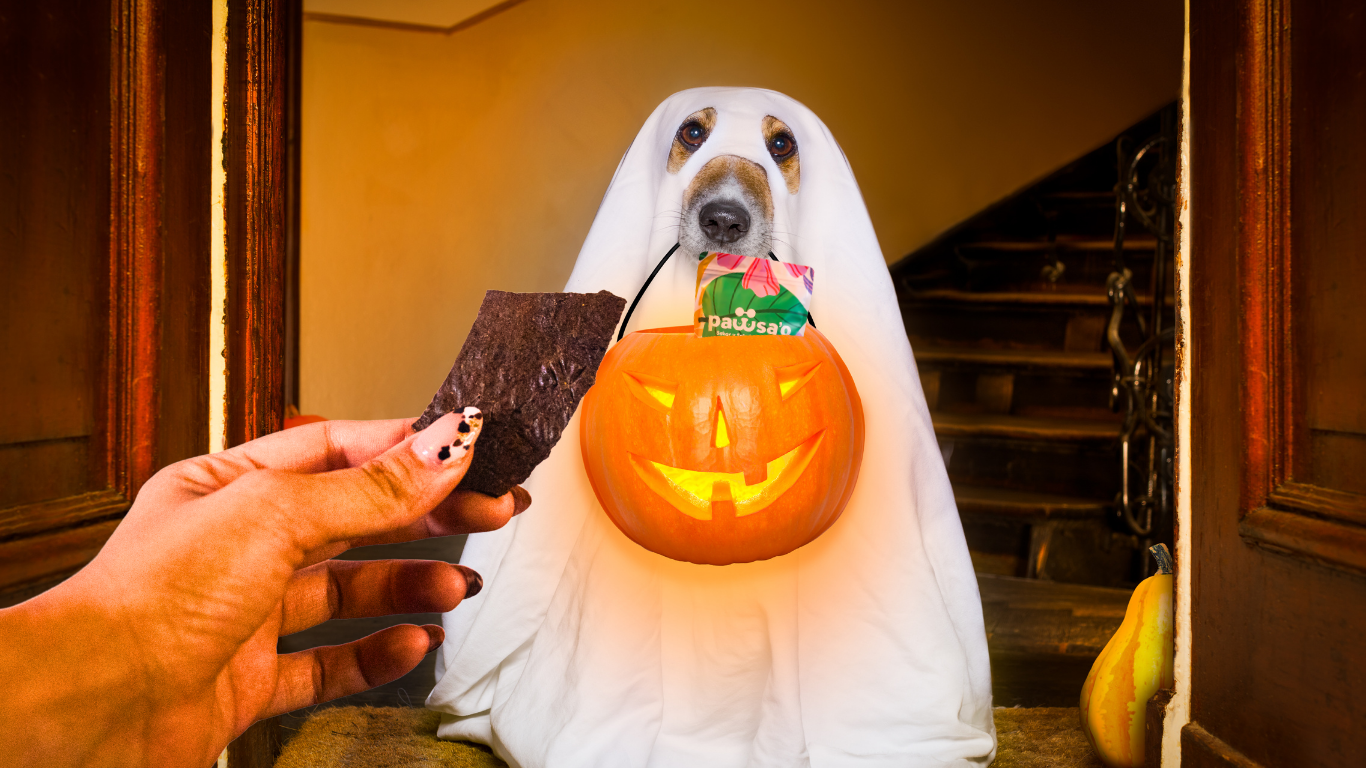 Pawsa'o Hígado con calabaza, temporada de Halloween