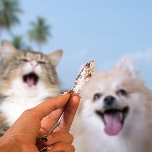 Paquete de sardinas, snacks para perros y gatos Pawsa'o